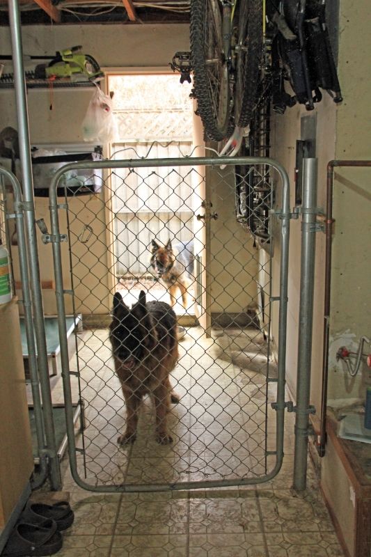 Indoor/outdoor Kennel Page 2 German Shepherd Dog Forums